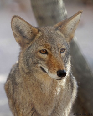 COYOTE zoo IMG_2990 r 2000px